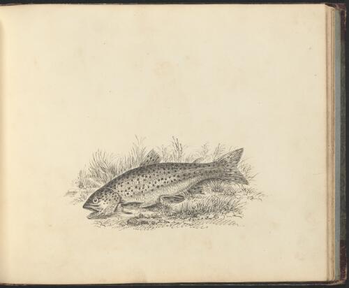 Drawing of a fish [picture] / W.R.G