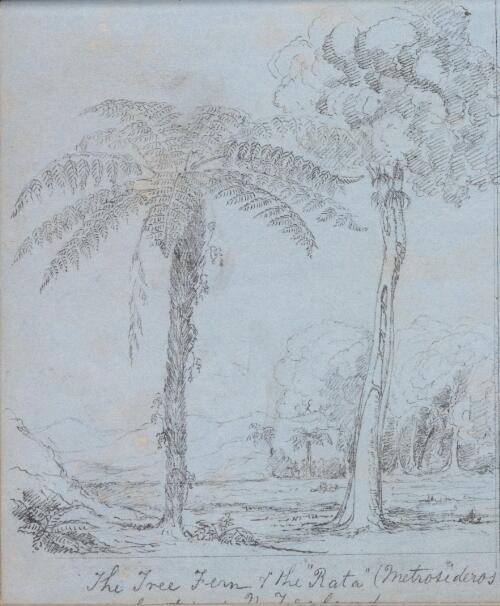 The tree fern and the rata (Metrosideros...?) [picture] / Frederick Mackie