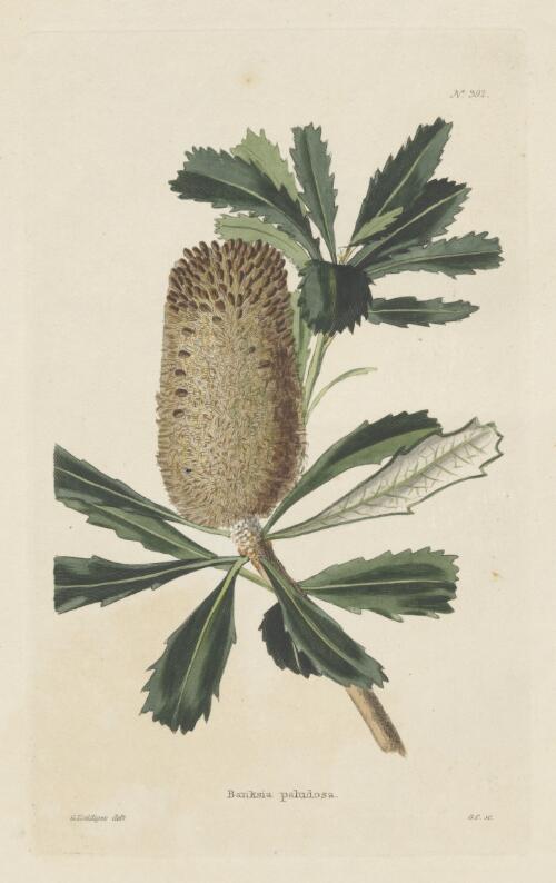 Banksia paludosa, 1823 [picture] / G. Loddiges delt., G.C. delt