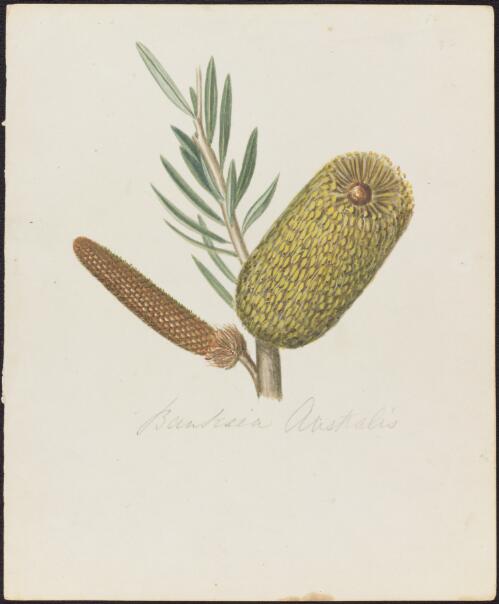 Australian wildflowers, animals and insects [picture] / Thomas Burnett, Robert Edwin Burnett and Anne Wandby