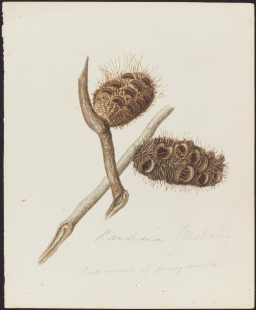 Seed vessel of honeysuckle, Banksia australis [picture]