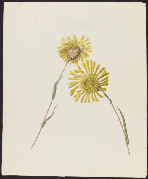 Podolepis jaceoides (Sims) Voss, family Asteraceae, 1842? [picture]