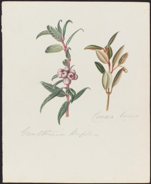 Gaultheria hispida R.Br., family Ericaceae and Correa reflexa (Labill.) Vent., family Rutaceae, 1842? [picture]