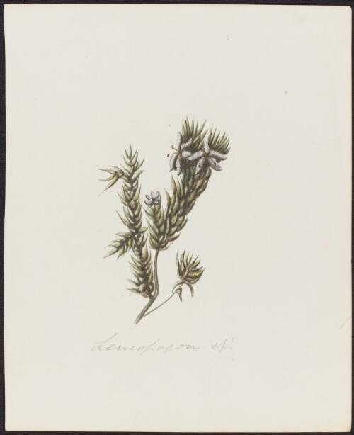 Leucopogon sp. [picture]