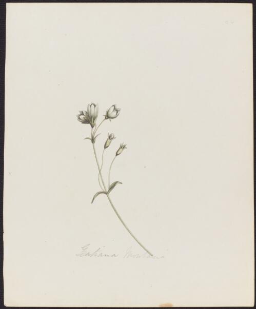 Gentianella diemensis (Griseb.) J.H. Willis  syn. Gentiana montana var. diemensis (Griseb.) Hook.f., family Gentianaceae, 1842? [picture]