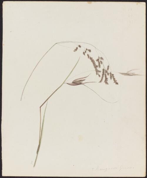 Kangaroo grass, Themeda triandra Forssk., family Poaceae and an unknown species, ca. 1842 [picture]