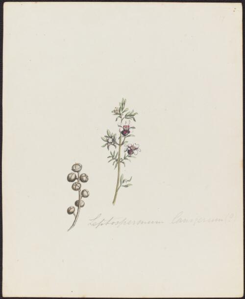 Leptospermum lanigerum (Sol. ex Aiton) Sm., family Myrtaceae, 1842? [picture]