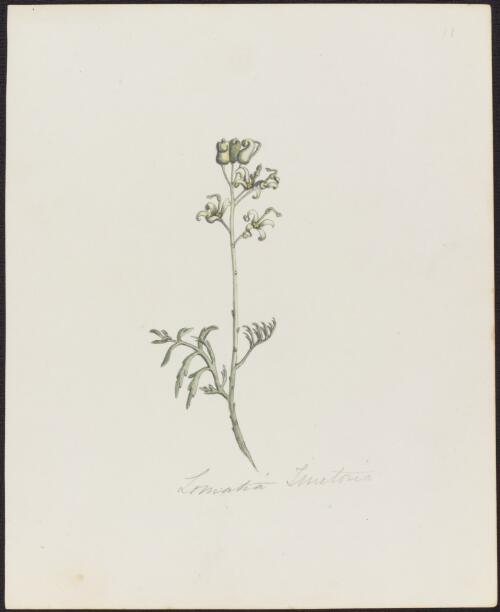 Lomatia silaifolia (Smith) R.Br., family Proteaceae, 1842? [picture]