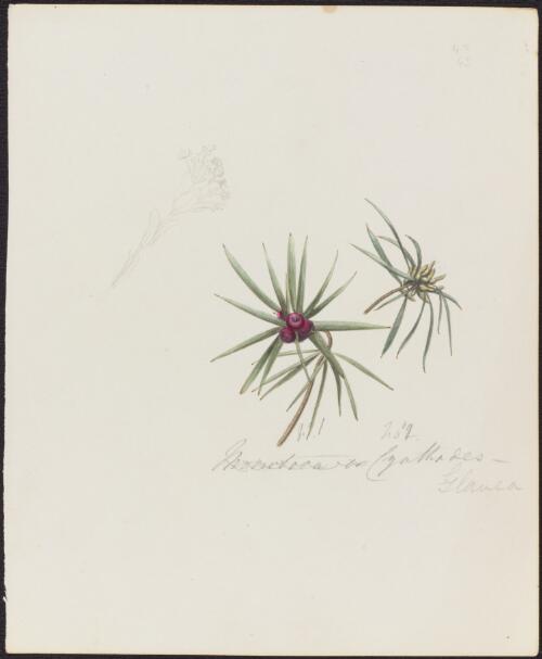 Cyathodes glauca Labell., family Ericaceae, 1842? [picture]