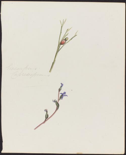 Exocarpus cupressiformus [picture]