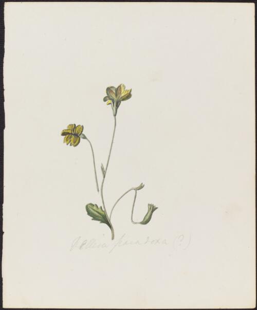 Velleia paradoxa R.Br., family Goodeniaceae, 1842? [picture]