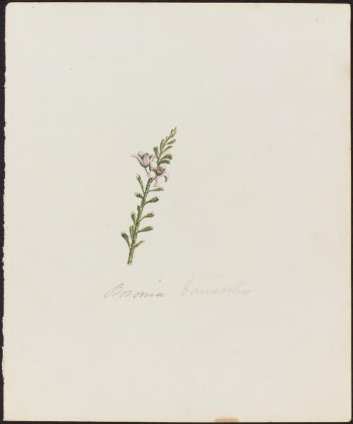 Boronia variabilis [picture]