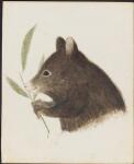 [Australian mammal] [picture]