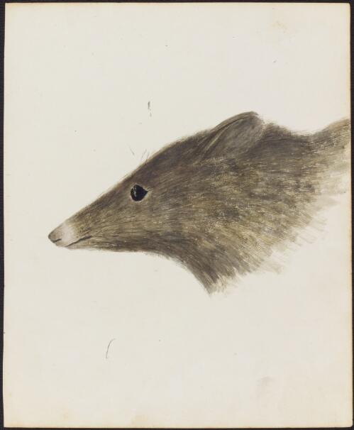 [Australian mammal] [picture]