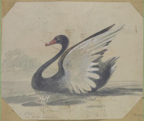 [Black swan] [picture] / [George Gordon McCrae]
