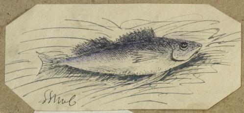 [Study of a fish] [picture] / G.G. McC