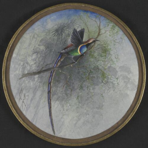 Bird of paradise with a blue feathered tail, Papua New Guinea, 1917 [picture] / Ellis Rowan