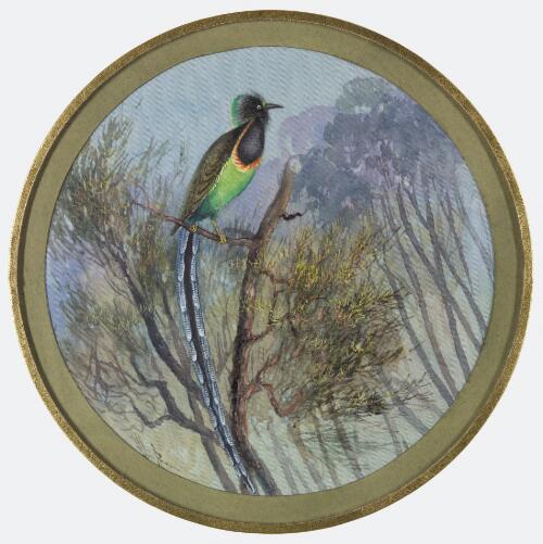 Rothschild's bird of paradise (Astrapia rothschildi), Papua New Guinea, 1917 [picture] / Ellis Rowan