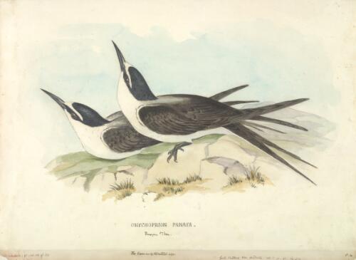 Gould's birds of Australia [picture]