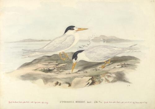 Sternula nereis Gould, Little tern [picture] / [J. Gould and H.C. Richter]