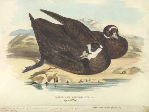 Procellaria conspicillata Gould, Spectacled petrel [picture] / [J. Gould and H.C. Richter]