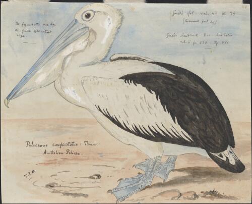 Pelecanus conspicillatus Temm., Australian pelican [picture] / [J. Gould and H.C. Richter]