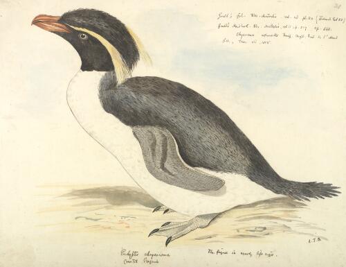 Eudyptes chrysocome, Crested penguin [picture] / [J. Gould and H.C. Richter]