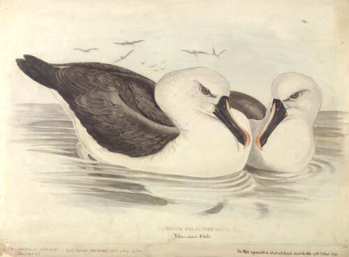 Diomedea chlororhyncos Lath., Yellow-nosed albatross [picture] / [J. Gould and H.C. Richter]