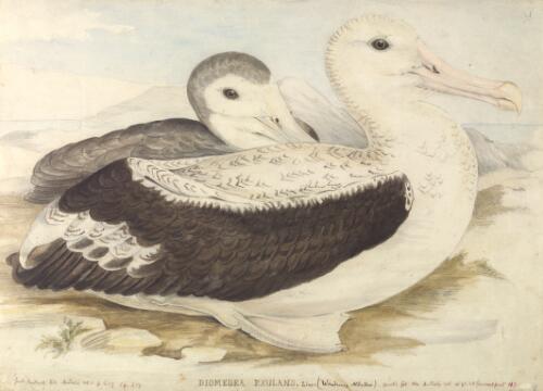 Diomedea exulans Linn., Wandering albatross [picture] / [J. Gould and H.C. Richter]