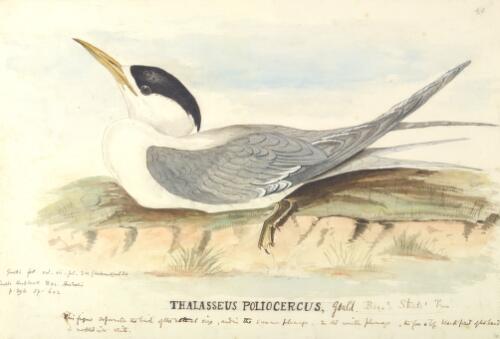 Thalasseus poliocercus Gould, Bass's Straits tern [picture] / [J. Gould and H.C. Richter]