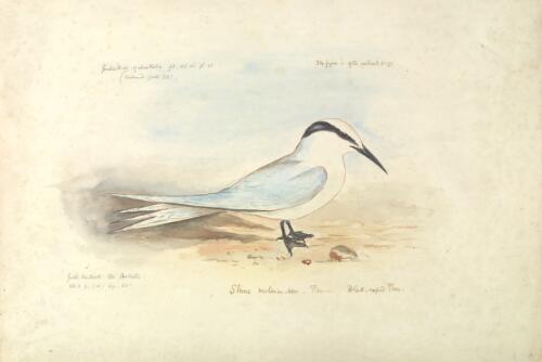Sterna melanauchen Temm., Black-naped tern [picture] / [J. Gould and H.C. Richter]