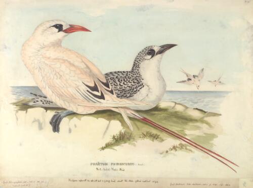 Phaeton phoenicurus Gmel., Red-tailed tropic bird [picture] / [J. Gould and H.C. Richter]