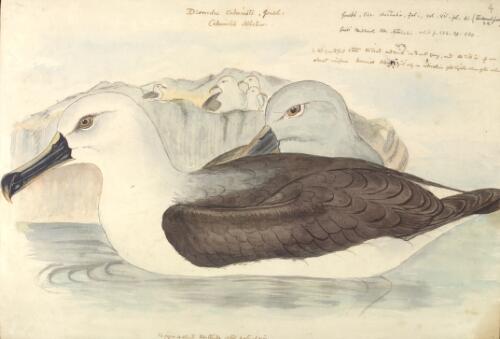 Diomedea culminate Gould, Culminated albatross [picture] / [J. Gould and H.C. Richter]