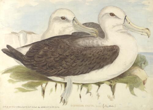 Diomedea cauta Gould, Shy albatross [picture] / [J. Gould and H.C. Richter]