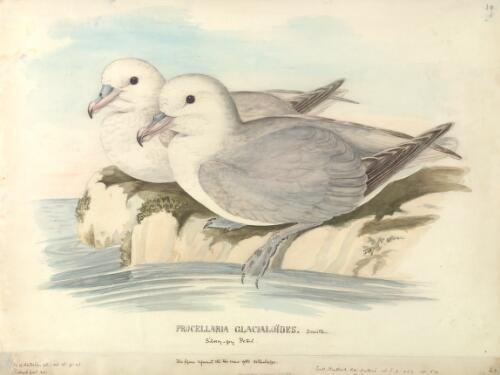 Procellaria glacialoides Smith, Silvery-grey petrel [picture] / [J. Gould and H.C. Richter]