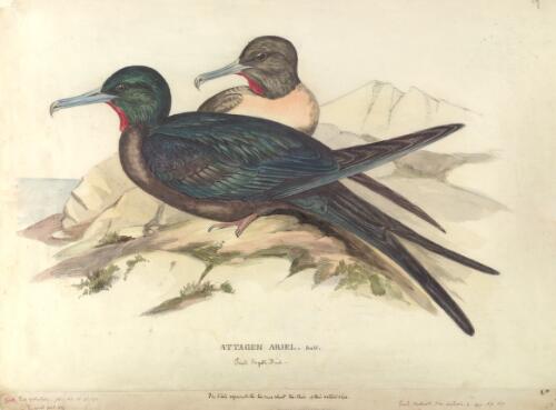 Attagen [i.e. Atagen] ariel, Small frigate bird [picture] / [J. Gould and H.C. Richter]