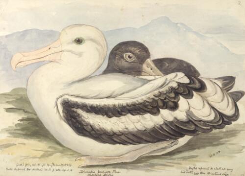 Diomedea brachyura Temm., Short-tailed albatross [picture] / [J. Gould and H.C. Richter]