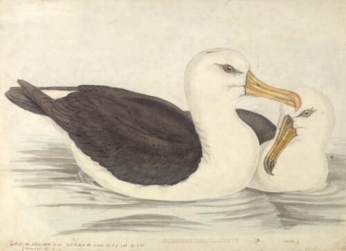 Diomedea melanophrys Temm., Black-eyebrowed albatross [picture] / [J. Gould and H.C. Richter]