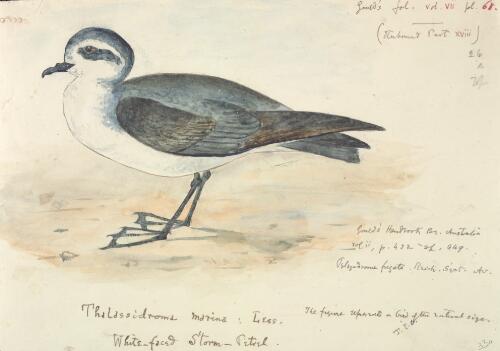 Thalassidroma marina Less., White-faced storm petrel [picture] / [J. Gould and H.C. Richter]