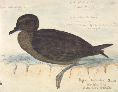 Puffinus brevicaudus Brandt, Short-tailed petrel, the 'mutton bird' of the colonists [picture] / [J. Gould and H.C. Richter]