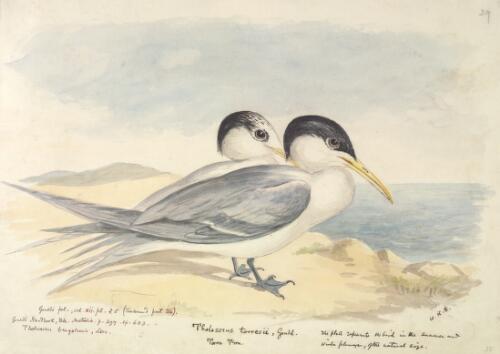 Thalasseus torresii Gould, Torres tern [picture] / [J. Gould and H.C. Richter]
