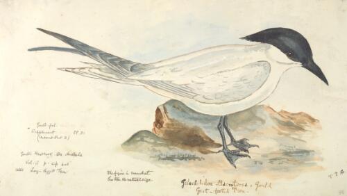 Gelochelidon macrotarsa, Great-footed tern [picture] / [J. Gould and H.C. Richter]