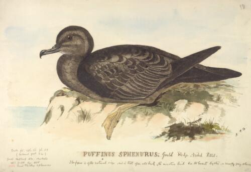 Puffinus sphenurus Gould, Wedge-tailed petrel [picture] / [J. Gould and H.C. Richter]