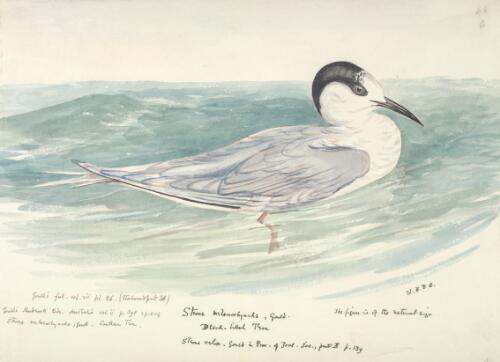 Sterna melanorhyncha Gould, Black-billed tern [picture] / [J. Gould and H.C. Richter]