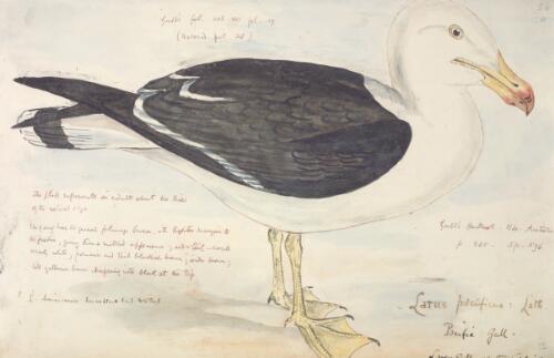 Larus pacificus Lath., Pacific gull [picture] / [J. Gould and H.C. Richter]