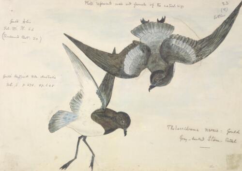Thalassidroma nereis Gould, Grey-backed storm petrel [picture] / [J. Gould and H.C. Richter]