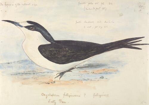 Onychoprion fuliginosus, Sooty tern [picture] / [J. Gould and H.C. Richter]