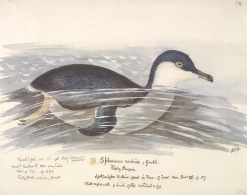 Spheniscus undina Gould, Fairy penguin [picture] / [J. Gould and H.C. Richter]