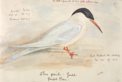 Sterna gracilis Gould, Graceful tern [picture] / [J. Gould and H.C. Richter]