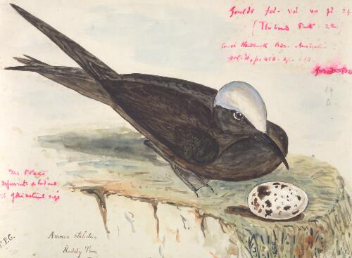 Anous stolidus, Noddy tern [picture] / [J. Gould and H.C. Richter]